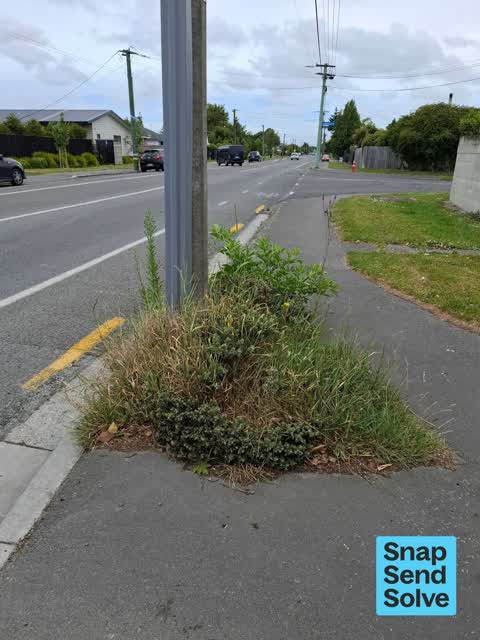 Overgrown Vegetation, a report photo