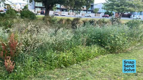 Overgrown Vegetation — a report photo