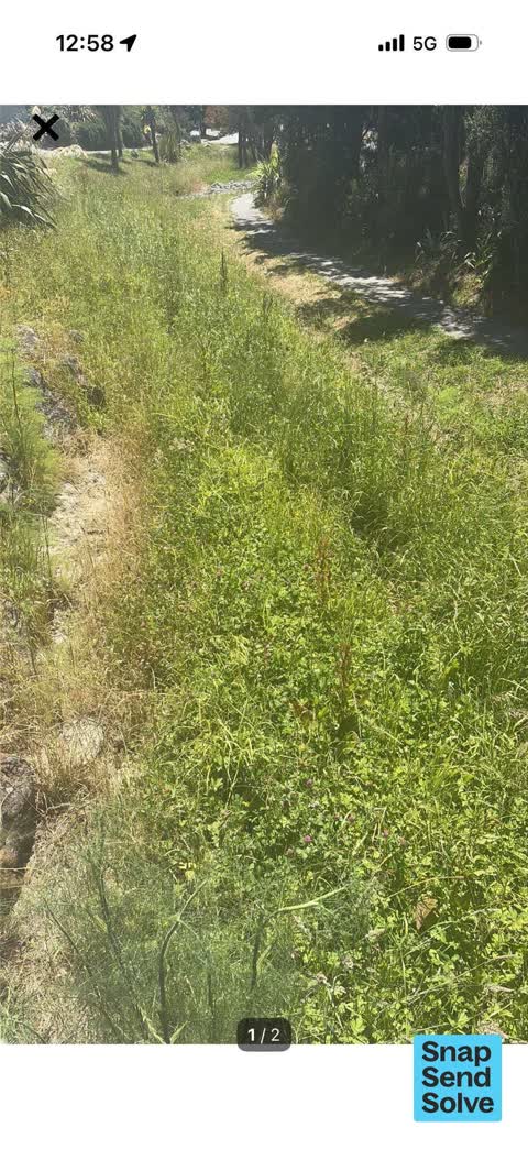 Overgrown Vegetation, a report photo