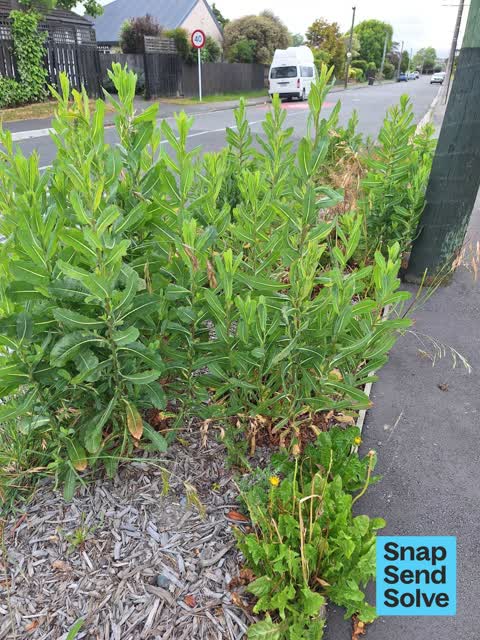 Overgrown Vegetation, a report photo