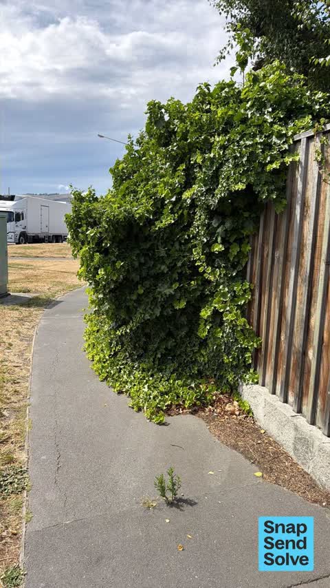 Overgrown Vegetation, a report photo