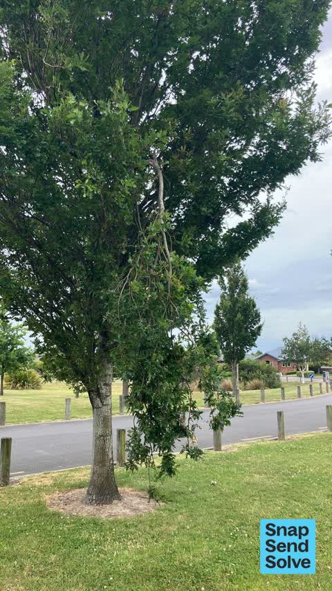 Trees - General — a report photo