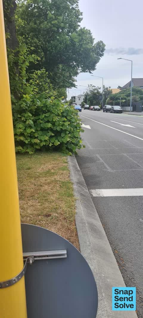 Overgrown Vegetation — a report photo