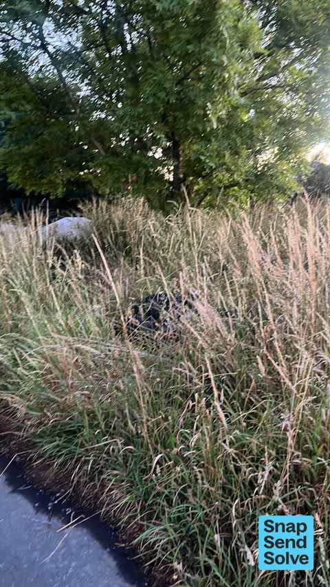 Dumped Rubbish — a report photo