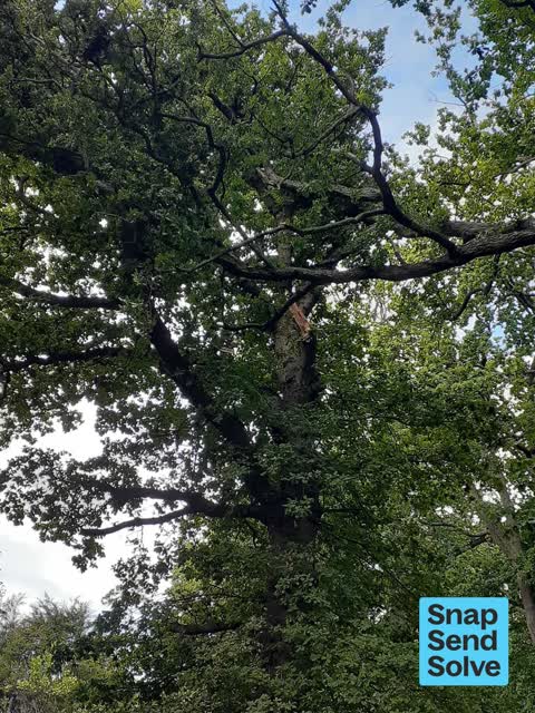 Fallen Tree, a report photo