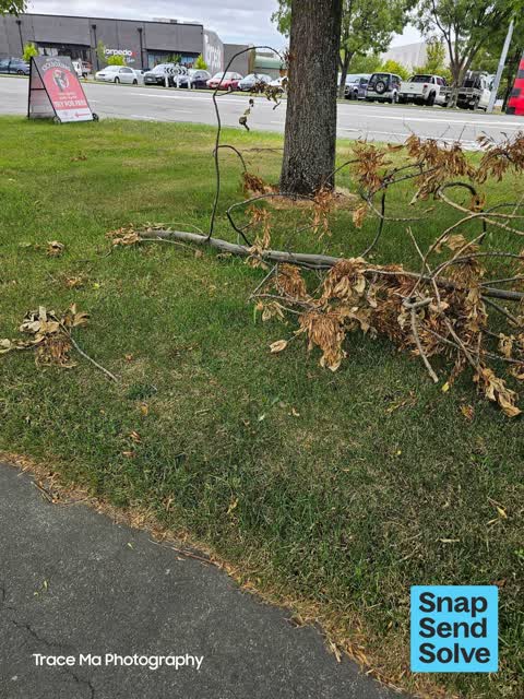 Fallen Tree, a report photo