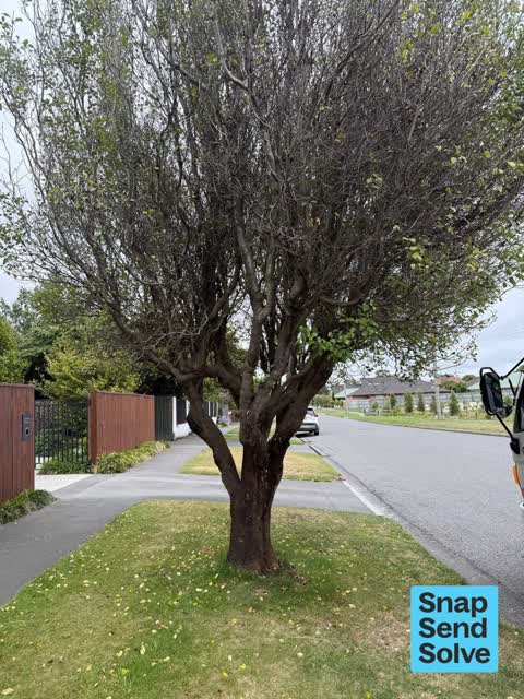 Trees - General, a report photo