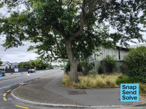 Trees - General, a report photo