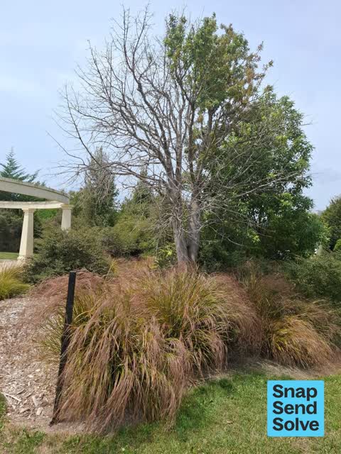 Trees - General, a report photo