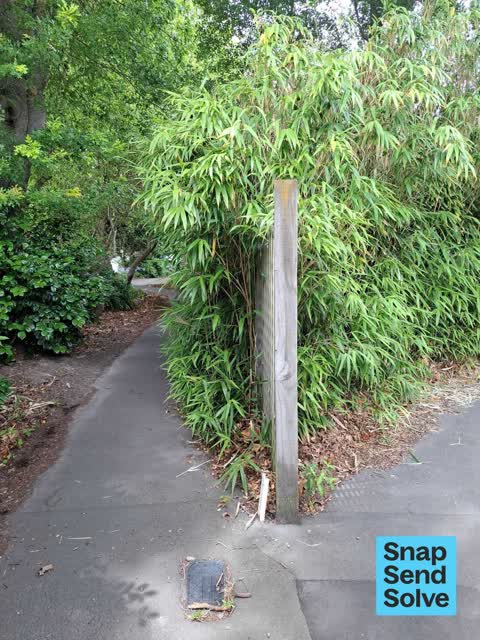 Overgrown Vegetation, a report photo