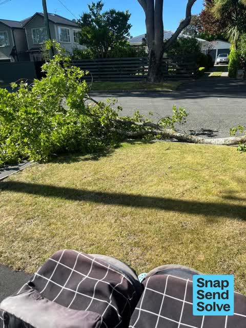 Fallen Tree, a report photo