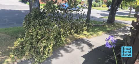 Fallen Tree, a report photo