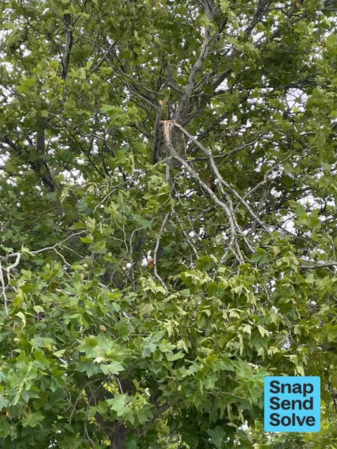 Fallen Tree, a report photo