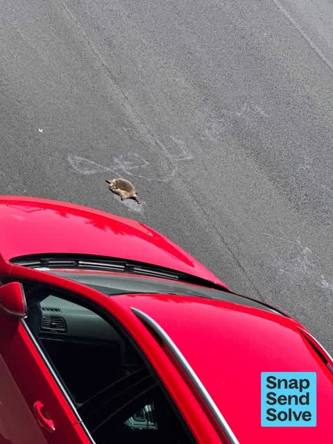 Animal - Deceased, a report photo