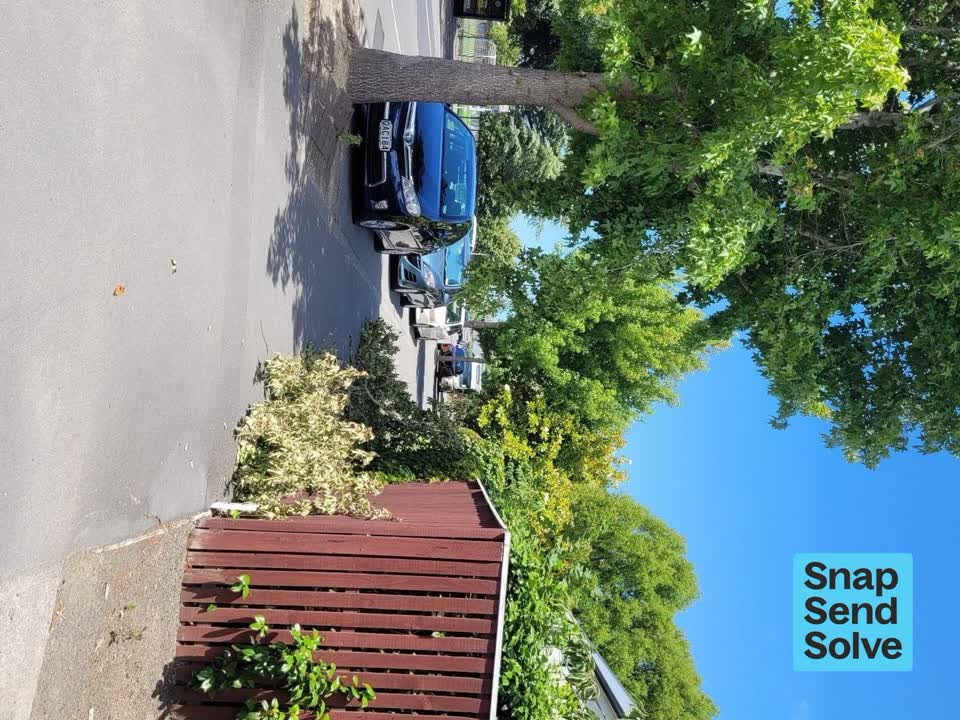 The photograph attached to this trees - general report