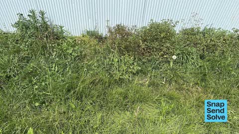 Overgrown Vegetation, a report photo