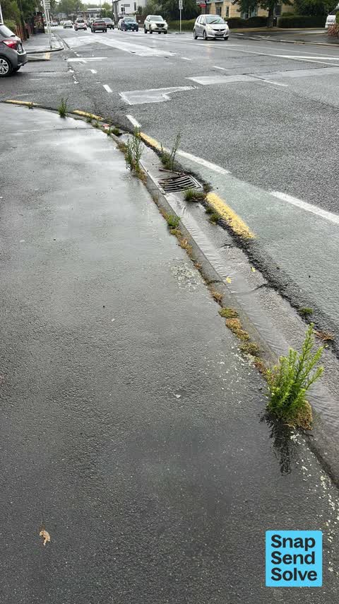 Overgrown Vegetation, a report photo
