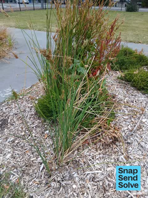 Overgrown Vegetation, a report photo