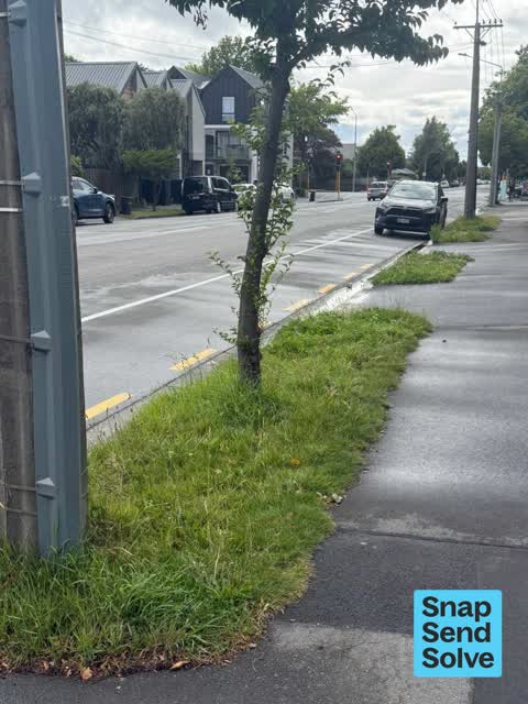 Overgrown Vegetation, a report photo