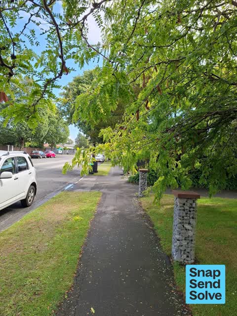 Trees - General, a report photo