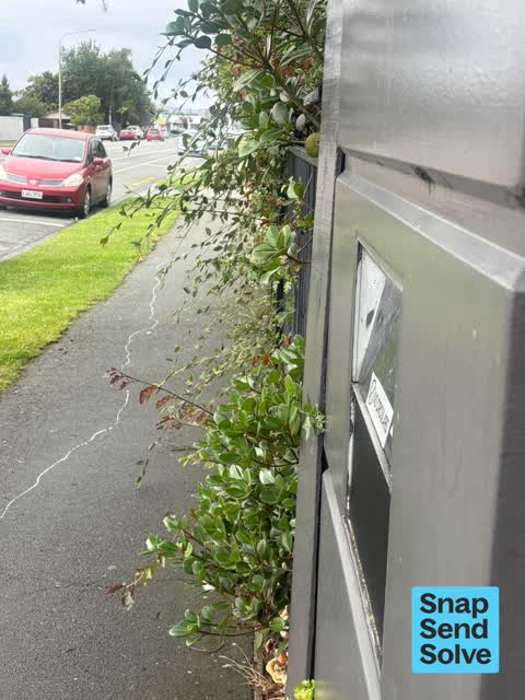 Overgrown Vegetation, a report photo