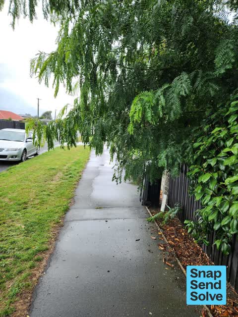 Overgrown Vegetation, a report photo