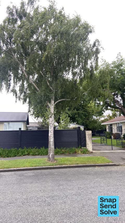 Trees - General, a report photo