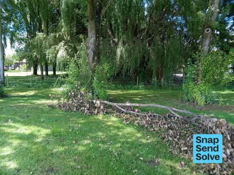 Fallen Tree, a report photo