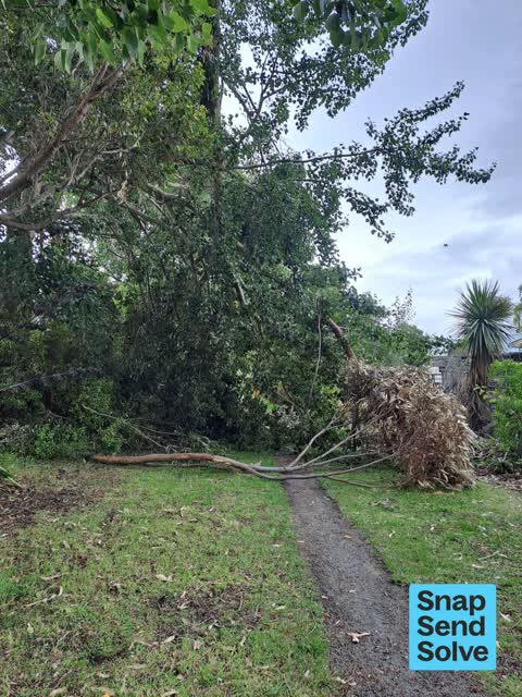 Fallen Tree, a report photo