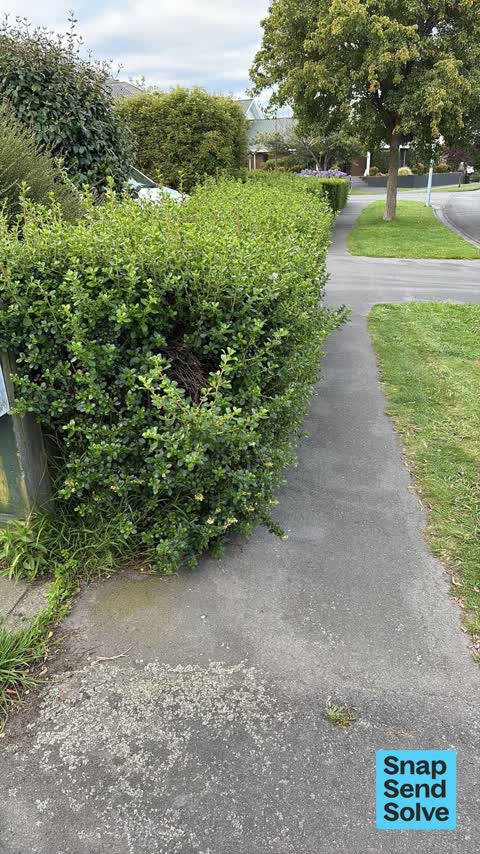 Overgrown Vegetation, a report photo