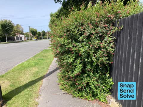 Overgrown Vegetation, a report photo