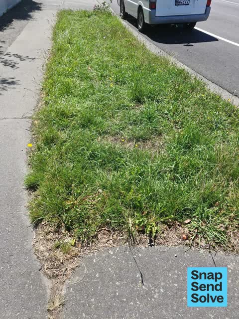 Overgrown Vegetation, a report photo