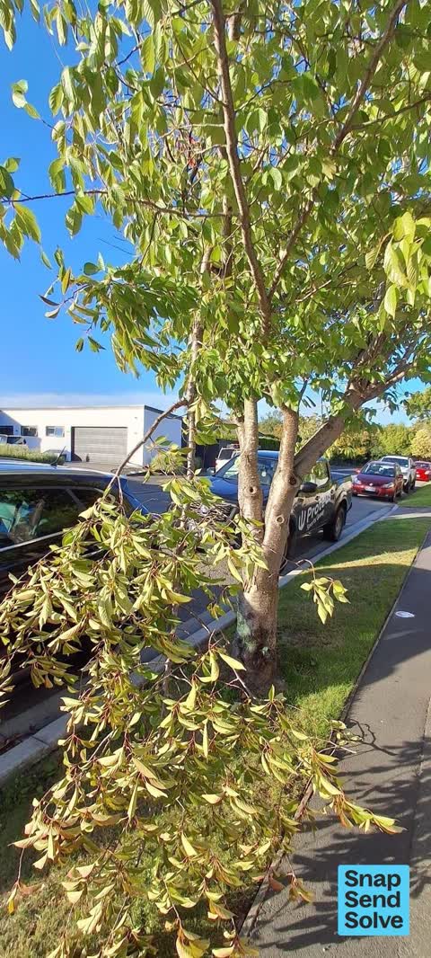 Trees - General, a report photo