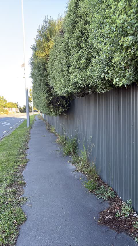 Overgrown Vegetation, a report photo