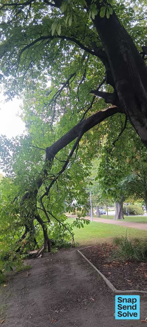 Fallen Tree — a report photo