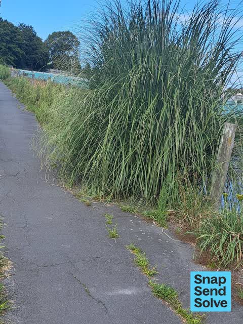 Overgrown Vegetation — a report photo