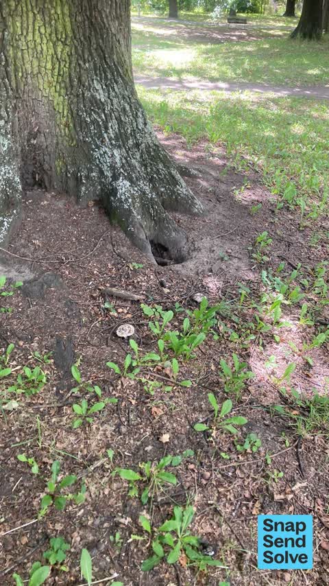 Pest / Vermin, a report photo