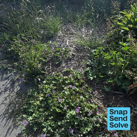 Overgrown Vegetation, a report photo