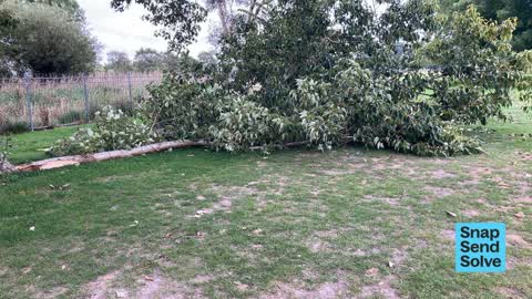 Trees - General — a report photo