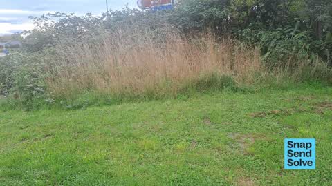 Overgrown Vegetation — a report photo