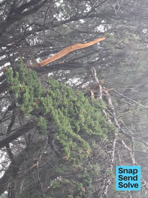 Fallen Tree, a report photo