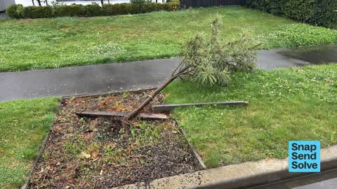 Fallen Tree, a report photo