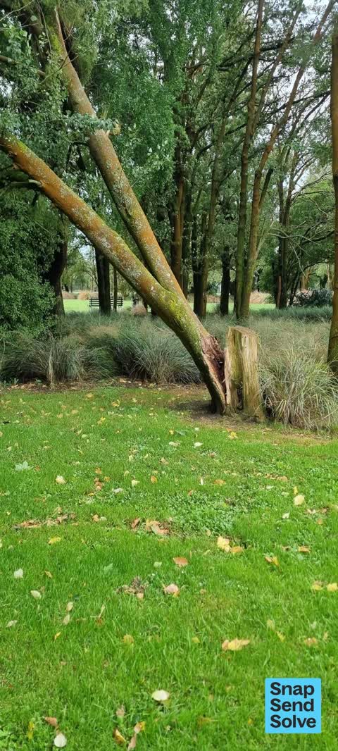 Fallen Tree — a report photo