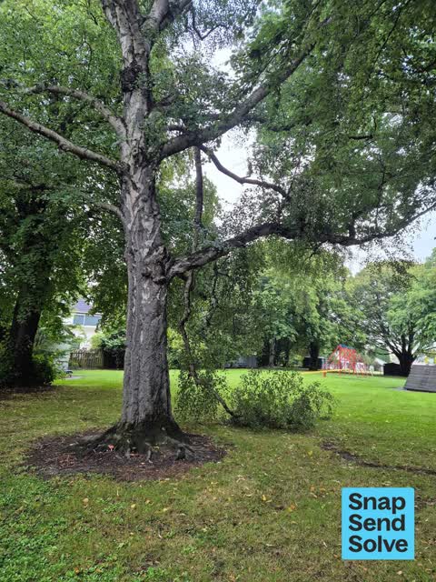 Fallen Tree, a report photo