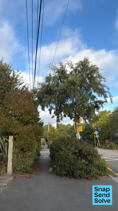 Overgrown Vegetation, a report photo
