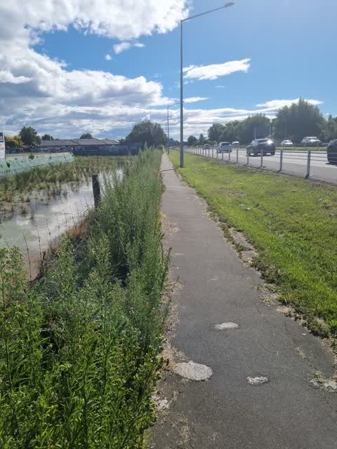 Overgrown Vegetation — a report photo