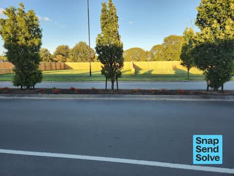 Trees - General, a report photo