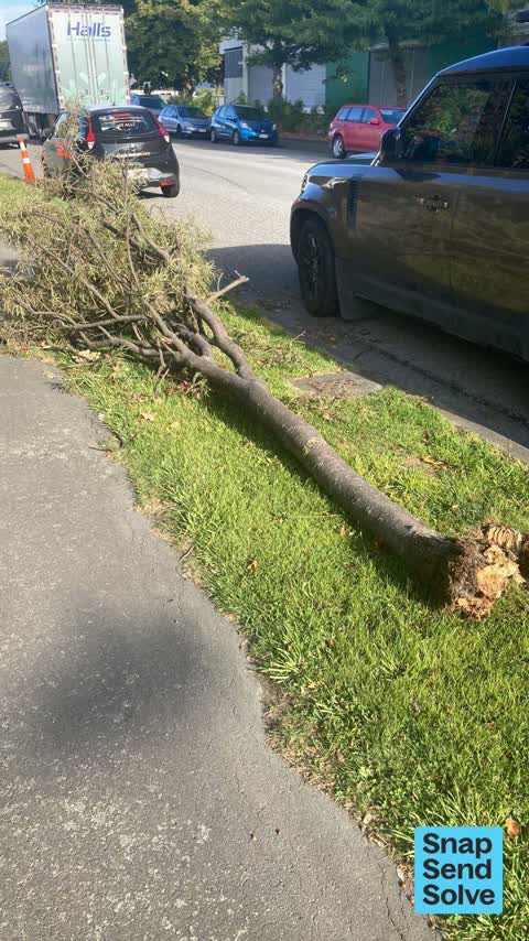 Fallen Tree, a report photo