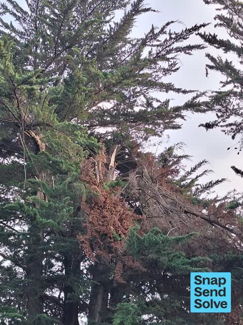 Trees - General — a report photo