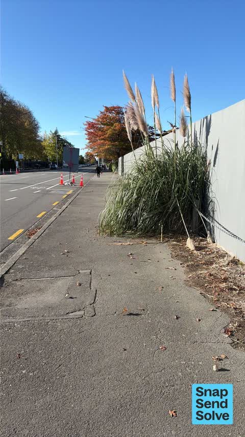Overgrown Vegetation — a report photo